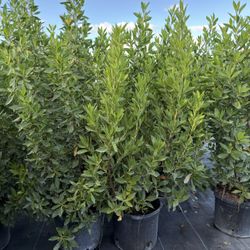 Green Buttonwood Plants
