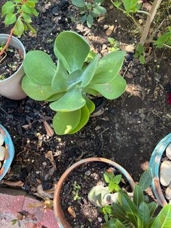 Aeonium plant