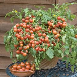 Organic Basket Sweet Cherry Tomato Plants 