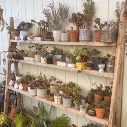 Succulents 
