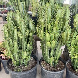 Eophorbia Trigona (African Milk Tree)