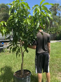 Fruit cocktail Mango grafted