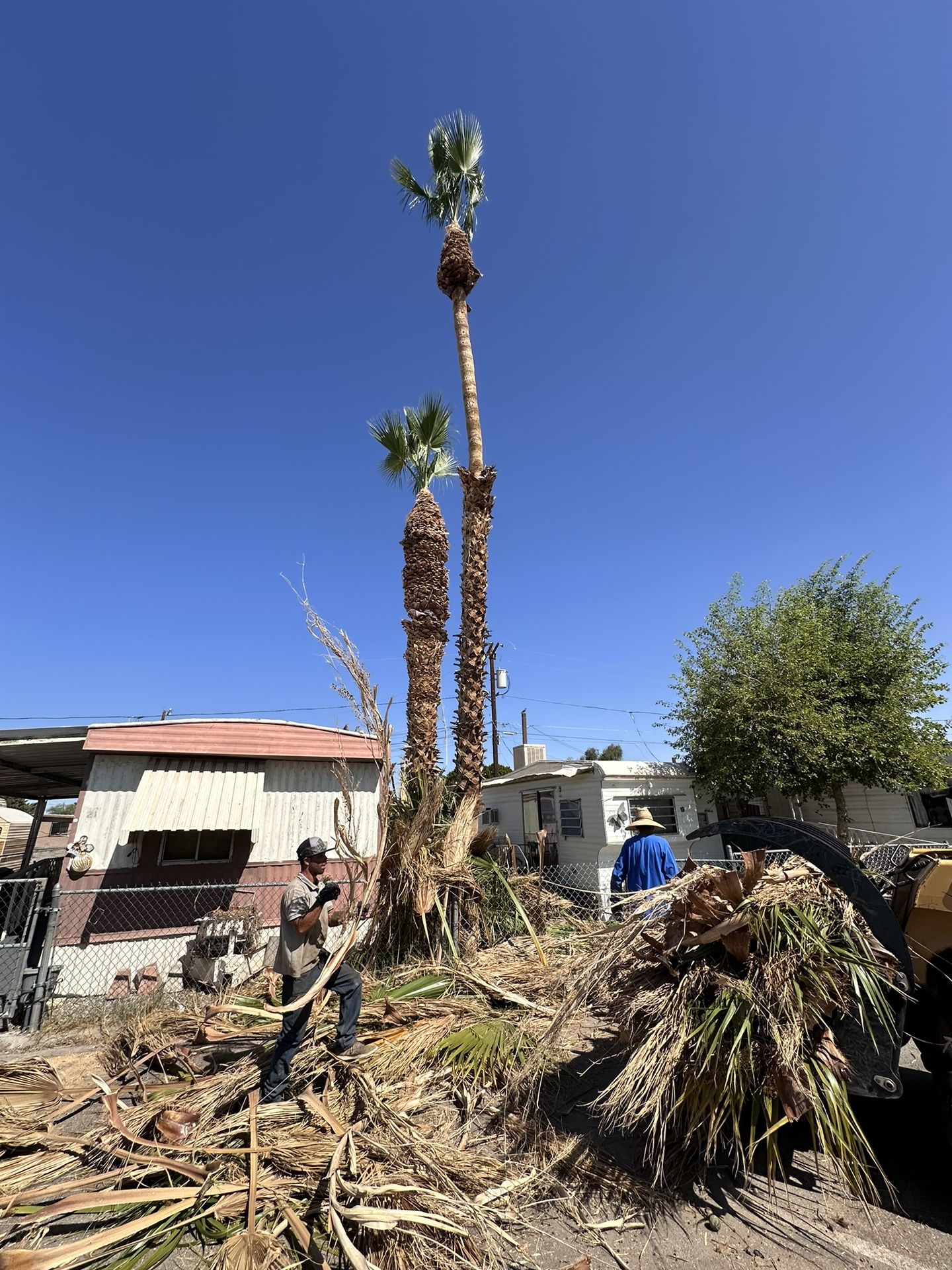 Tree Trimming/ Stump Grinding