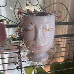 String Of Hearts Pink Live Plant