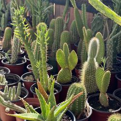 Cactus & Succulents 4”pot 