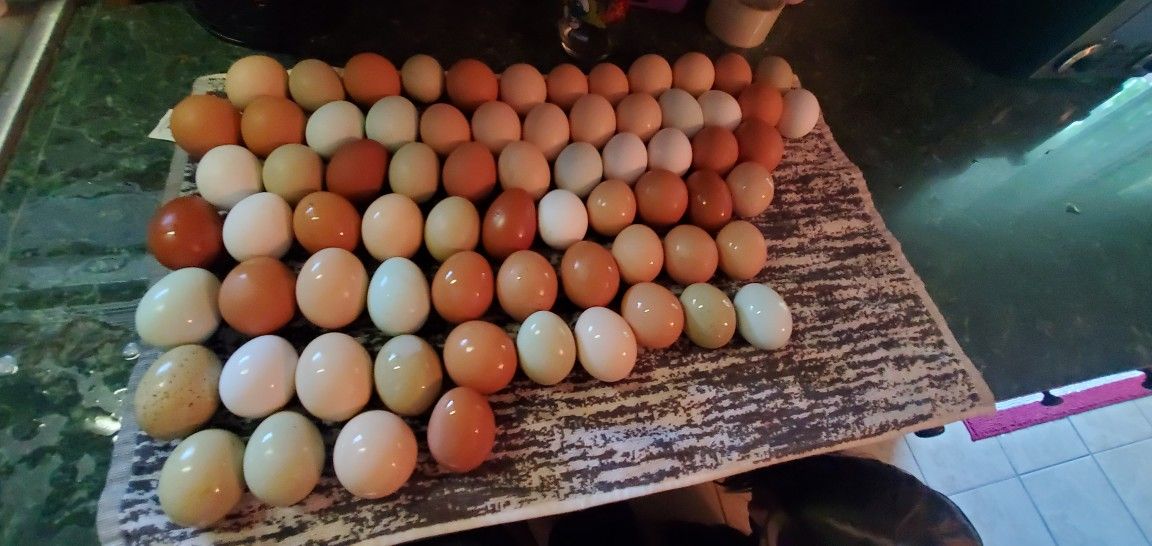Eggs