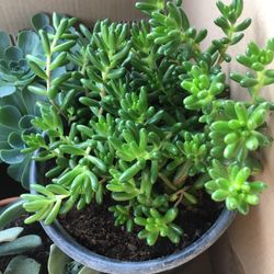 Jelly Bean Succulent 