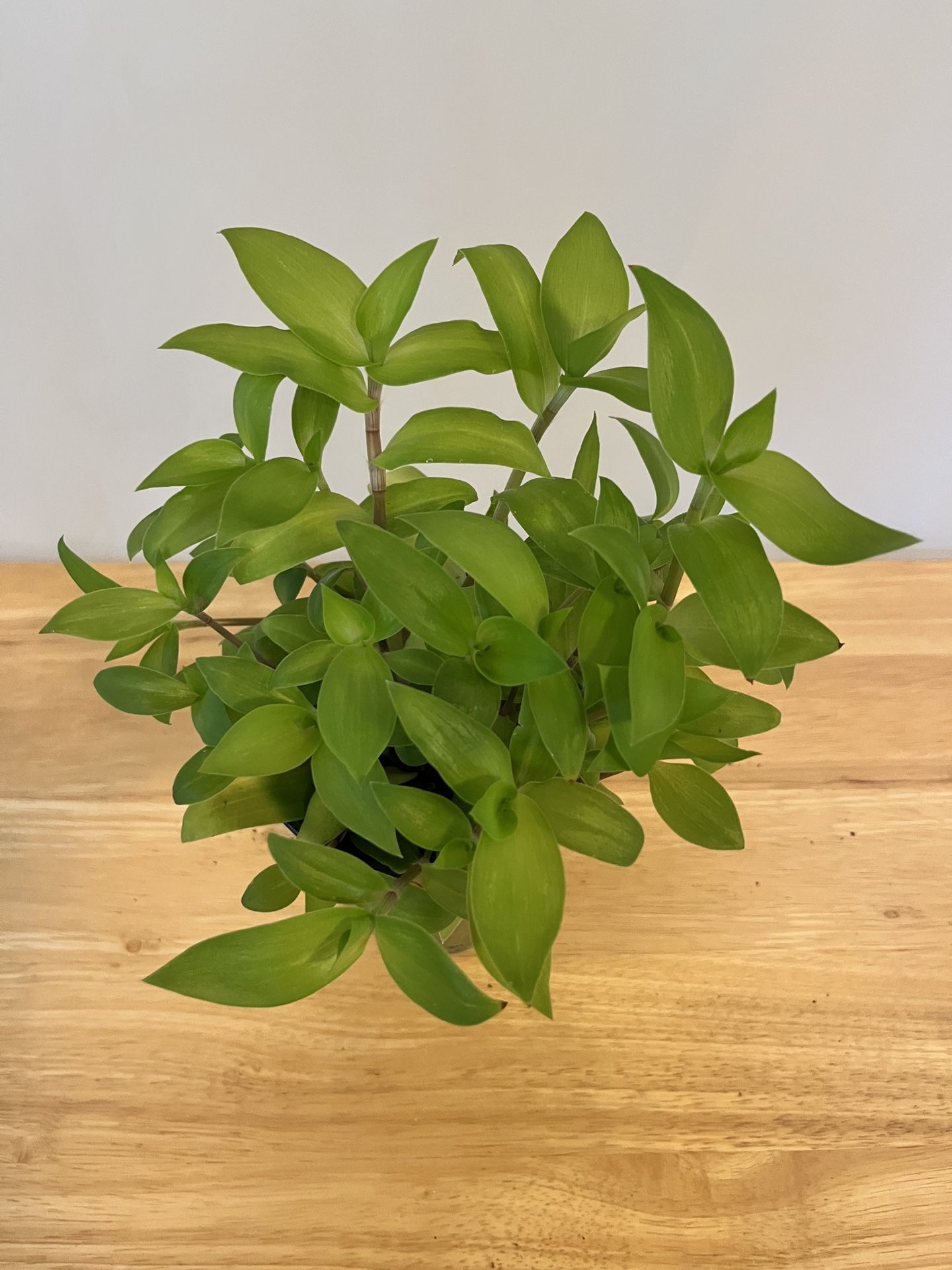 Tradescantia House Plant. Sammamish, Beaver lake.