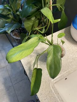 Philodendron longilobatum lelano miyano mint