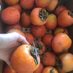 Persimmon Organic Home Grown Fresh Picked 20 For $20