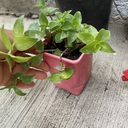 Small Tradescantia Plant For $5