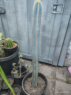 Fat blue torch cactus plant