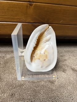 Lucite Shell Bookend