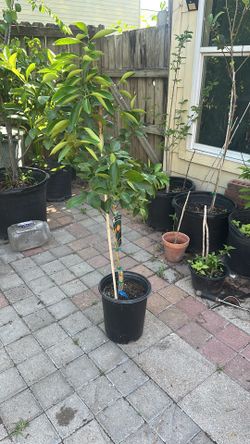 Orange plant