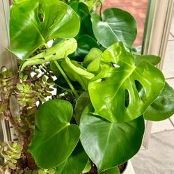 ♥️SUPER Healthy 20” MONSTERA DELICIOUSA 6” Nursery Pot❤️PLS READ DESCRIPTION