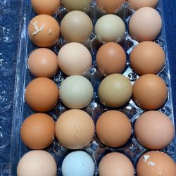 Fresh Free Range Chicken Eggs $7.50 A Dozen