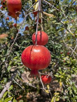 Pomegranate fruit