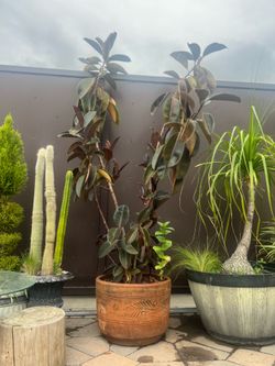Tall rubber tree