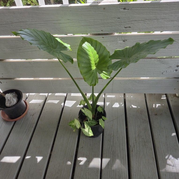 Alocasia Odora And Arrowhead Plant