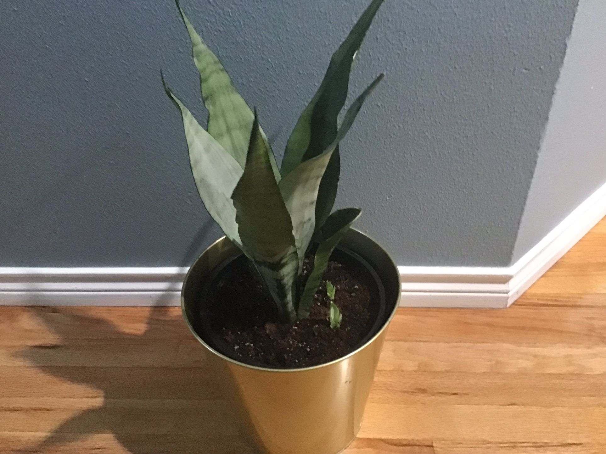 Plant