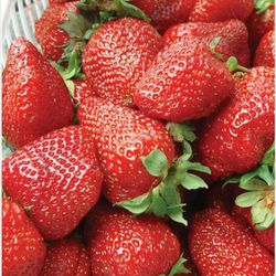 Albion Strawberry plants 20 Bare-Root Everbearing 