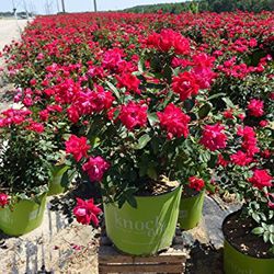 3g Knockout Rose Bush’s 