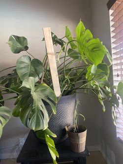 Monstera deliciosa Liebm