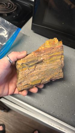 Latge Petrified wood