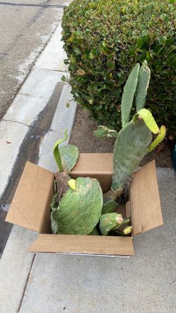 Nopales-to plant