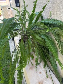Fern