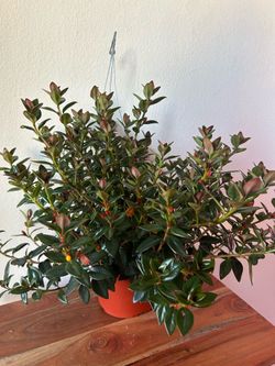Goldfish Plant