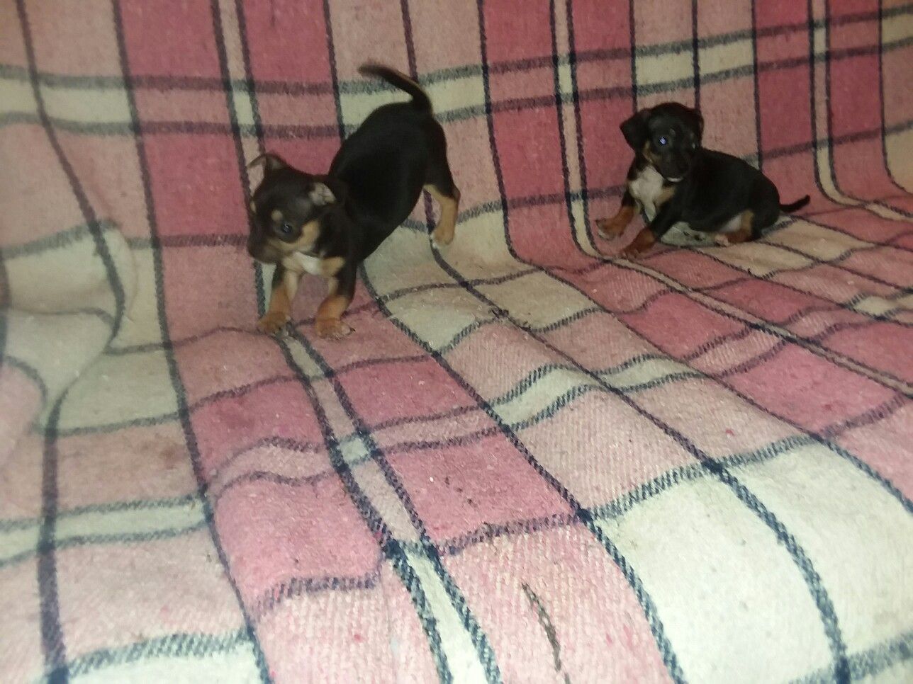 Chipit puppies for sale