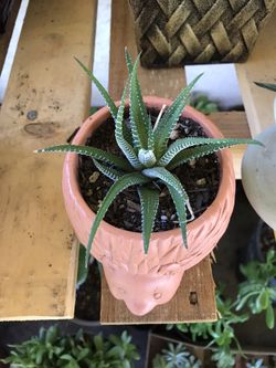 Succulent arrangements