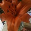 Rosy Pina