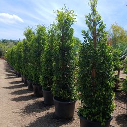 Ficus Nitida