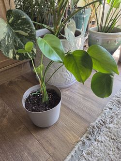 Monstera Deliciosa