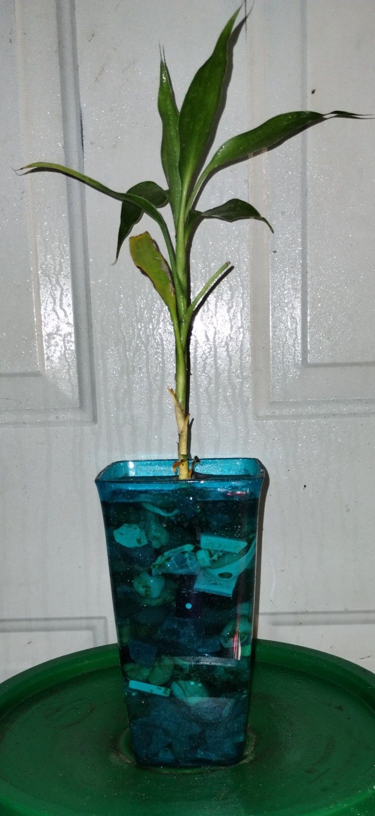 Lucky Bamboo Plant 