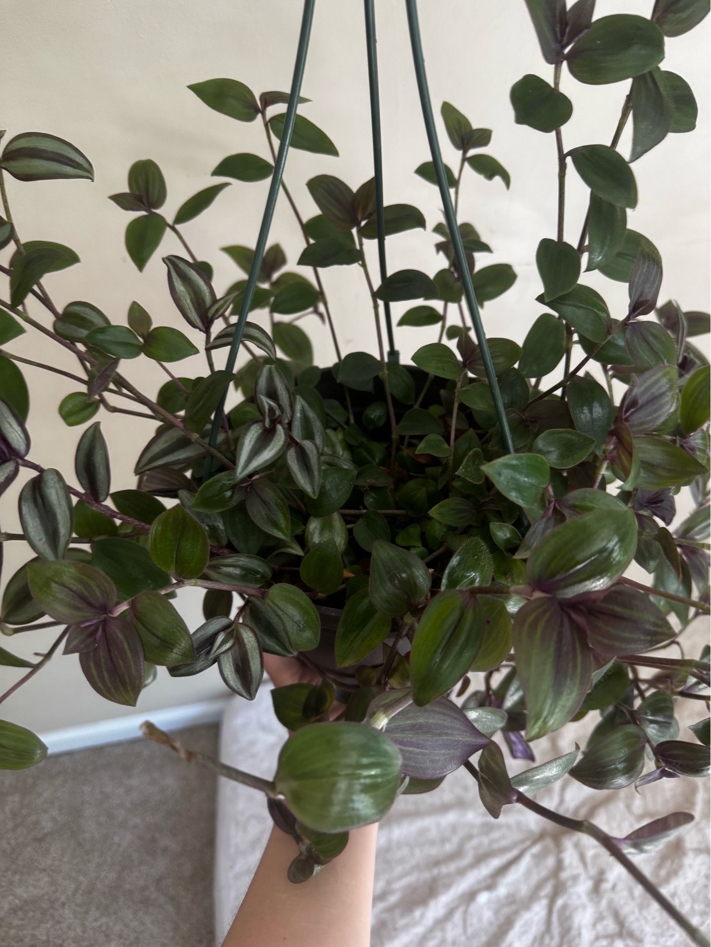 Large trailing plant tradescantia silver plus