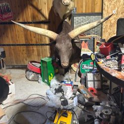 Taxidermy longhorn mount