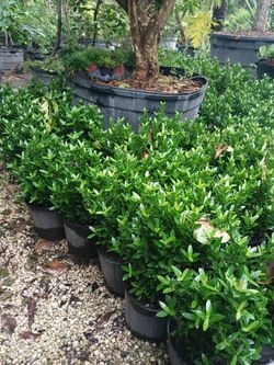Dwarf ixora hedges 3gl $6