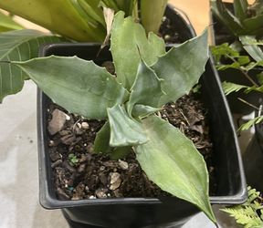 Cold Hardy Agave Plant