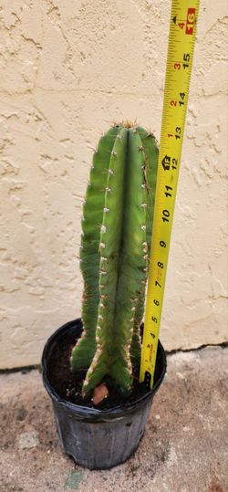 Peruvian Apple Cacti, Live