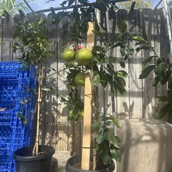 Pomelo Plant For Sale 