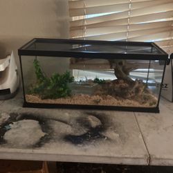 Lizard Tank 