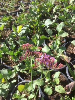  🔥 Sea Lavender – ONLY $20! 🔥
