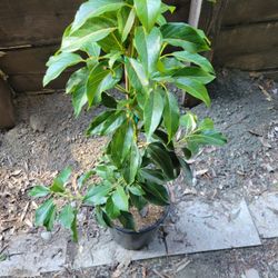 Mexicola Avocado Tree