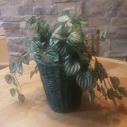 Decorative Artificial Plant