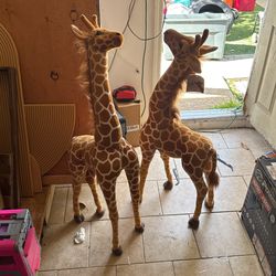 Giraffes