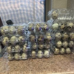 12 Dozen Quail Eggs Available 