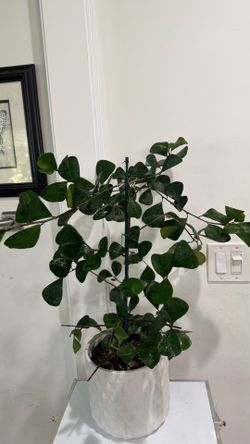 Ficus Triangularis